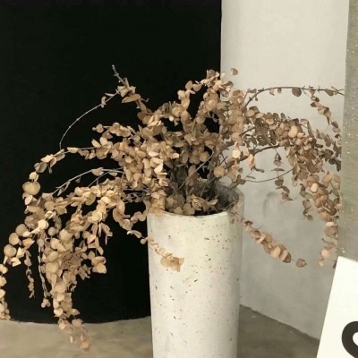 Furry兽圈经典作品解读兽圈社群